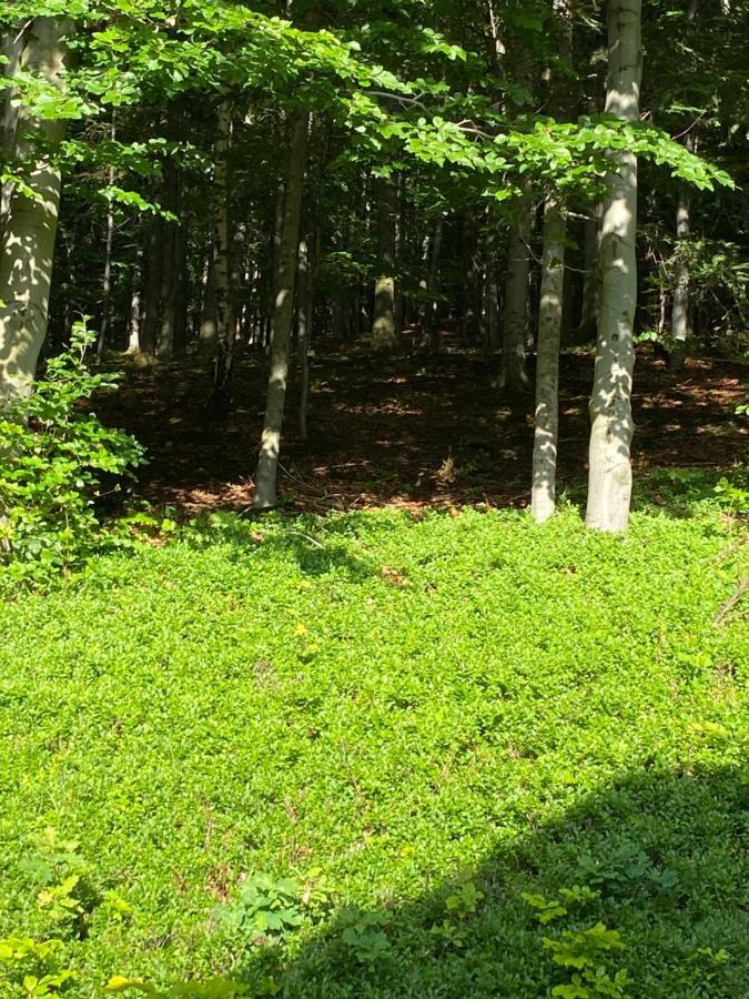 Forest House Targanice Dış mekan fotoğraf