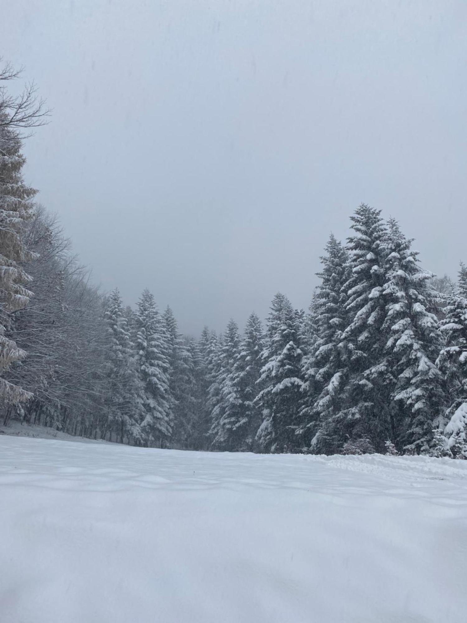 Forest House Targanice Dış mekan fotoğraf